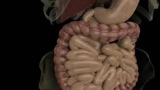 Human Anatomy footage (Intestine) - No copyright