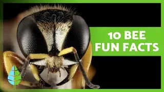 10 FUN FACTS About BEES You Didn't Know  🐝🍯