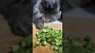 Willow forgot to wash her dirty paws before touching my veggies #cat #kitten #funnycats