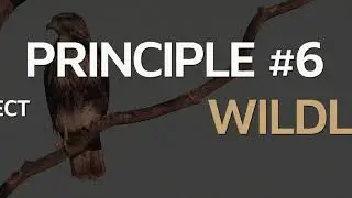 Leave No Trace Principle #6: Respect Wildlife (No Subtitles)