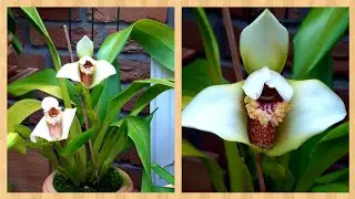 ОРХИДЕИ в домашних условиях- Maxillaria fletcheriana, Максиллярия grandiflora.
