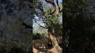 Daniel in the forest / Morning adventure/ гуляем в лесу с утра 🦎🎄🏕️🏕️⛰️