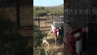 Naughty WHITE LION Jumps on Car 
