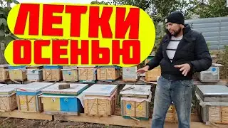 Какие летки открывать или закрывать в ульях осенью.