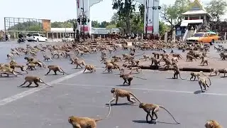 Массовое Вторжение Животных в Города