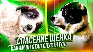 Спасение щенка Шанса вкратце история и видео привет спустя год😍