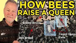 Beekeeping | Learn How Honey Bees Raise A New Queen