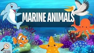 Learn about the Types and Examples of Marine Animals