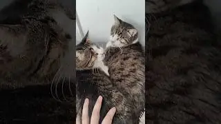 Слепыши. Дёма и Слай ❤️ 