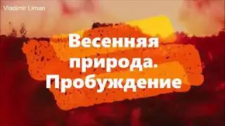 Весенняя природа/Май// Пробуждение.