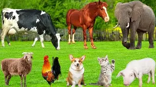 Cute Animals and Pets Compilation : Cat, Cow, Dog, Chicken, Duck, Rabbit, Mouse, Pig - Animal Sounds