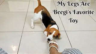 Beagle Puppy is bursting with Energy - My Legs are Beegi's Favorite Toy 