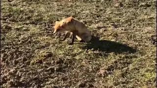 Угостил лису сосиской😏😊