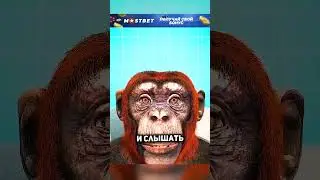 Что будет если пересадить обезьяне голову?😨