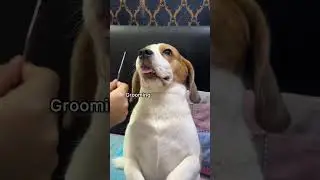 😂 #shorts #short #youtubeshorts #explore #viralvideo #viralshorts # #music #beats #funny #dog#beagle
