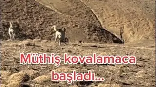 DUMAN VE KURTLAR  