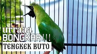 Ngamuk Bongkar ISIAN TENGKEK Buto -  Cucak Ijo Gacor Nagen Satu Titik