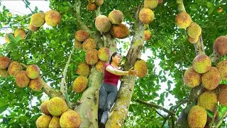 Harvesting A Lot Of Jackfruit ( Mít Mít ) On Trees Goes To The Market Sell - Cooking Dinner