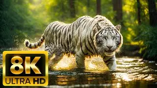 Animals 8K ULTRA HD (60FPS) • Relaxing Music & Nature Sounds