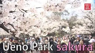 Tokyo hanami: Ueno Park