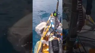 Shark Tries to Sink Kayak! #shorts