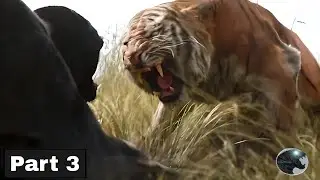 Tiger Roar vs Lion Roar | The most badass roar in the movies (3)