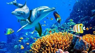 Ocean Waves and Calming Piano: Relaxing Sleep and Stress Relief Musi
