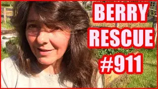 Strawberries Rescue 911 | Fixing Sunk In Raised Garden Beds