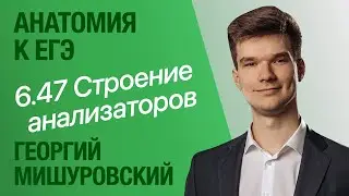 6.47. Анализаторы: зрительный, слуховой и другие | Анатомия к ЕГЭ | Георгий Мишуровский