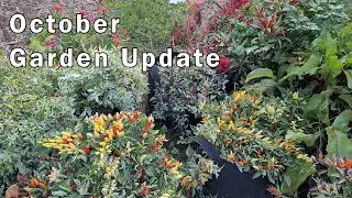 October Vegetable Garden Update and Tour - Still Harvesting Veggies in October