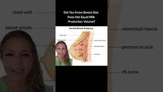 Did You Know Breast Size Does Not Equal Milk Production Volume?