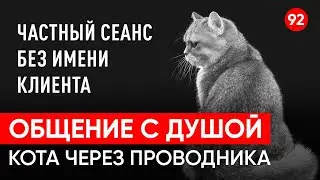 Общение с душой кота по имени Томас после его ухода, через регрессивный гипноз. Ченнелинг.