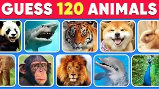 Guess 120 Animals in 3 Seconds | Easy, Medium, Hard, Impossible