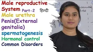 Male reproductive system | Part-2 | Sperm structure | Spermatogenesis | Hormonal control