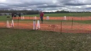 Whippet learning flyball