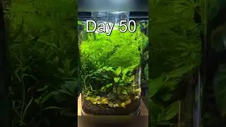 Shrimp Ecosystem Inside a Glass Jar!🦐