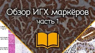 Общий обзор иммуногистохимических маркёров: Часть 1