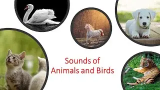 Sounds of Animals and Birds for Kids