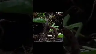 The praying mantis caught the snake!