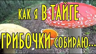 Как я в тайге грибочки собираю. Секрет успешного сбора грибов - внутри.