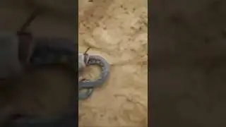 "Neymar-Snake"