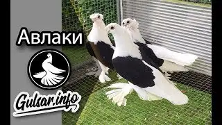 ДВУХЧУБЫЕ  АВЛАКИ  / PIGEONS / TAUBE 