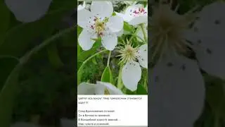 Мир чувств и осязаний.Весна.