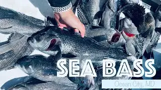 SEA BASS Opening Day! {Ocean City, Maryland} May 2021