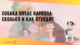 Собака после наркоза: сколько и как отходит