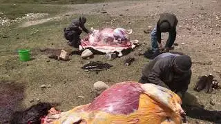 Забой яков в Мургабе и собаки Кыргызов Памира