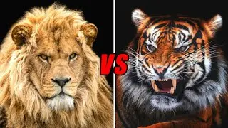 tiger roar vs lion roar || ANIMALS CRUASH