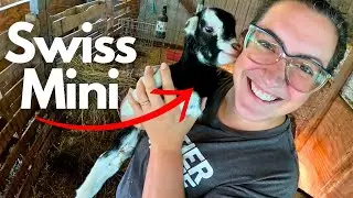 Fall Kidding Kickoff: Mini LaMancha on the Ground! | Margie's Birth VLOG