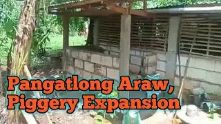 Update sa Piggery Tatlong Araw nakalipas 