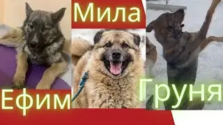 Ефимка мечтает улететь из Якутска. Миле нужен дом. Груня - зайчик!